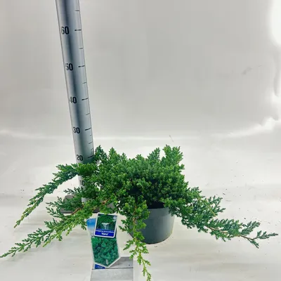 Immagine prodotto di Juniperus procumbens ‘Nana’ - Ginepro giapponese strisciante | 25-30 cm in vaso