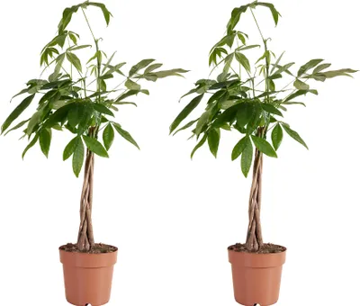Produktbild von Bloomique - 2er-Set - Pachira Aquatica - Geldbaum - Wasserkakao - Zimmerpflanzen - Luftreinigend - Pflegeleicht - 80-90 cm hoch - Topf 21 cm