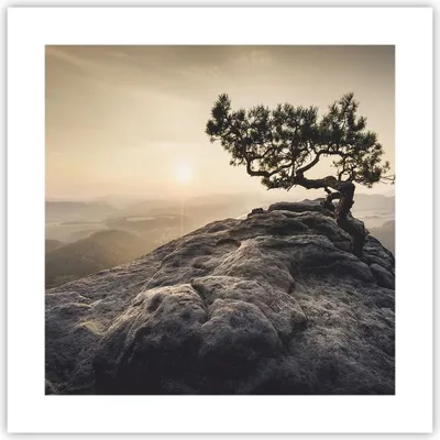 Produktbild von Poster - Poster ohne Rahmen - Alt Kiefer Berge - 40x40 cm - Wand Bild - Wanddeko - Wandbilder - Kunstposter - Wandposter - Bilder - Kunstdruck - Wanddekoration - Wandbild - P2XAC40x40-4334