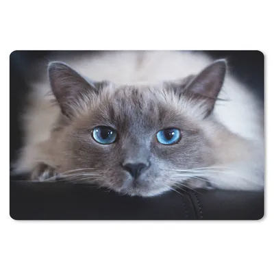 Produktbild von MuchoWow® Schreibtischunterlage Katze - Grau - Nahaufnahme 60x40 cm - XXL Mauspad - Großes Mauspad