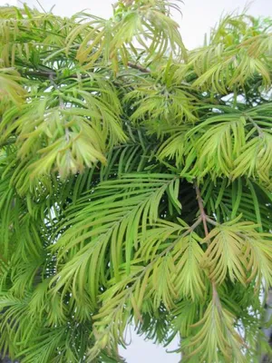 Produktbild von Hochstamm Chinesisches Rotholz Matthaei - Metasequoia glyptostroboides - 125cm + Krone
