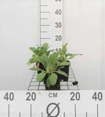 Produktbild von 6 x  Stachys byzantina (lanata/olympica) - Ziest - Topf 9 x 9 cm
