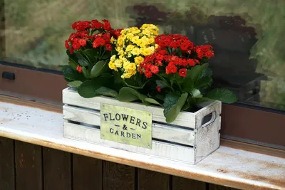 Produktbild von 3 Pflanzentöpfe in Holzkiste im Shabby Look, Kräutertopf, Zink Blumentopf, Pflanzgefäß, Gartendeko für Draußen
