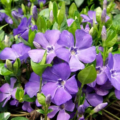 Produktbild von 12 Pflanzen Kleines Immergrün, Vinca minor, winterhart, 9 cm Topf