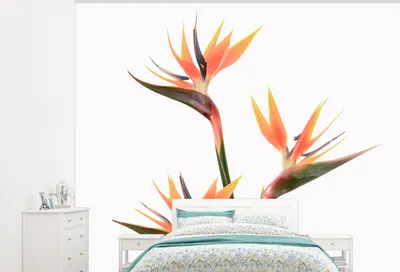 Produktbild von MuchoWow® Fototapete für Wohnzimmer oder Schlafzimmer Wandtapete Vinyl Motivtapete Blumen - Orange - Natur - Pflanzen - 325x260 cm - Tapete