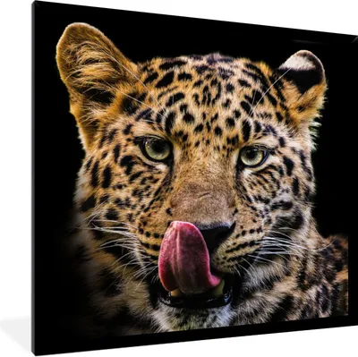 Produktbild von MuchoWow® Gerahmtes Poster Leopard - Schwarz - Nahaufnahme 40x40 cm - Poster mit Schwarzem Bilderrahmen Wandposter Rahmen Foto Bilder - Mit Rahmen - Wanddekoration Schlafzimmer