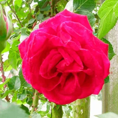 Obrázek produktu pro Rosa 'Dame De Coeur' - Stonková růže - Rosa 'Dame De Coeur'