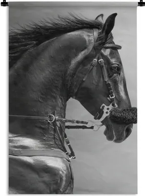Produktbild von MuchoWow® Wandteppich Wandbehang Pferde - Schwarz - Porträt - Tiere 90x135 cm Tapisserie Dekoration Wandtuch - Baumwolle - Wandskulptur