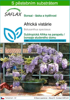 Obrázek produktu pro SAFLAX - Africká vistárie - Bolusanthus speciosus - 15 Semena - S pěstebním substrátem bez klíčků