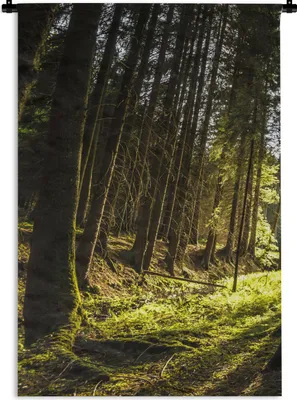Produktbild von MuchoWow® Wandteppich Wandbehang Baum - Natur - Sonne - Wald 60x90 cm Tapisserie Dekoration Wandtuch - Foto-Teppich - Abwaschbar