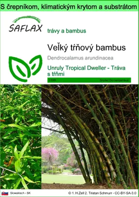 Obrázok produktu pre SAFLAX Garden to go - Veľký tŕňový bambus - Dendrocalamus arundinacea - 50 Semená - S črepníkom, klimatickým vekom a pestovateľským substrátom