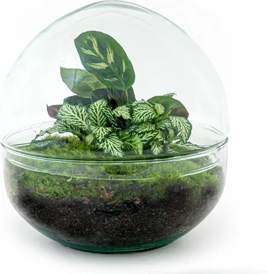 Produktbild von DIY Flaschengarten Set – Dome Glas – Ø20 cm x H20 cm – Mini-Biotop mit Pflanzen & Moos – Selbstversorgendes Pflanzterrarium – Inkl. Fittonia, Calathea, Moos & Zubehör – Pflegeleicht & dekorativ
