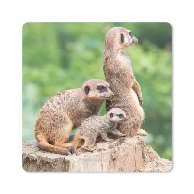 Produktbild von MuchoWow® Mauspad Mousepad Erdmännchen - Baumstumpf - Jungtier 20x20 cm - Mousepads - Maus Mat - Pad - Mausunterlage - Desk Mat - Bureauartikeln