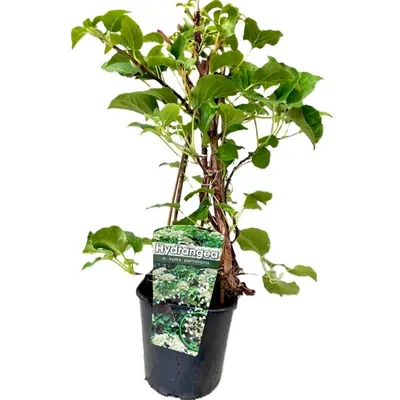 A potted hydrangea plant with a label.