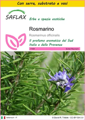 Immagine prodotto di SAFLAX Insieme di coltivazione - Rosmarino - 100 semi - Rosmarinus