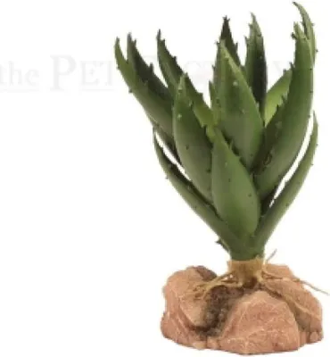 Obrázek produktu pro Zelené aloe