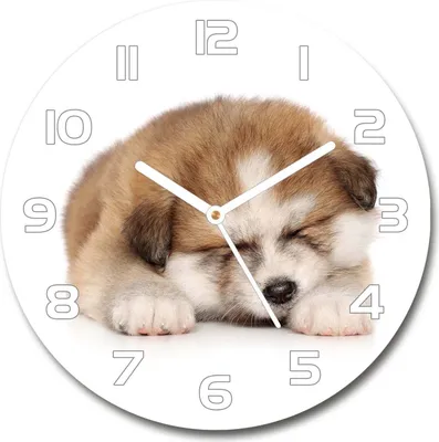Produktbild von Wanduhr aus Glas 30fi Glasbild Glasuhr Gehärtetes Glas - weisse-zeiger - Akita puppy
