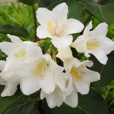 Immagine prodotto di 2 x  Weigelie  - Weigela 'Candida'  | 50-60 cm in vaso