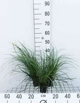 Image de 6 x Carex osh. 'Evergreen' ® - Jonc des marais à feuilles persistantes - pot 9 x 9 cm