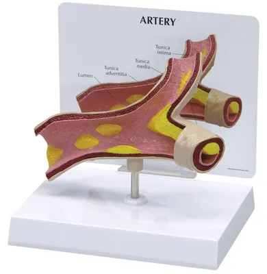 Arterienmodell, überdimensioniert, anatomisch, 1 Stück