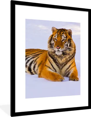 Produktbild von MuchoWow® Gerahmtes Poster Tiger - Schnee - Winter - Tiere 60x80 cm - Poster mit Schwarzem Bilderrahmen Wandposter Rahmen Foto Bilder - Wohnzimmer - Dekorationen - Prämie