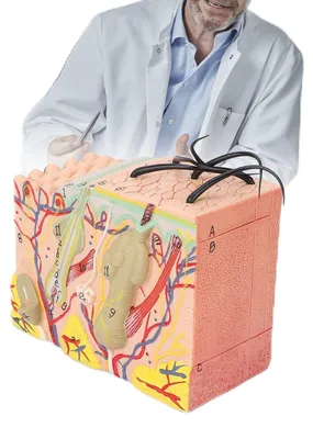 Hautmodell 35-fach vergrößert, anatomisch, PVC, mit Beschriftung