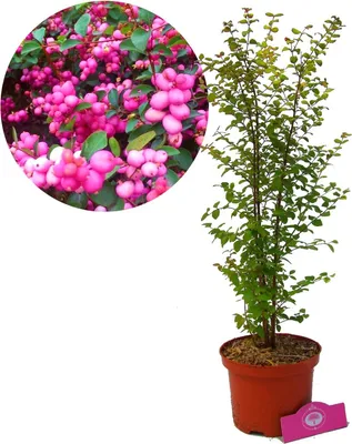 Immagine prodotto di Symphoricarpos X doorenbosii 'Magic Berry' rosa Schneebeere, 2 litri Topf
