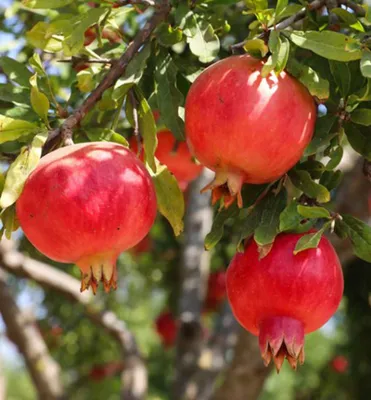 Produktbild von Granatapfelbaum ´CRIMSON SKY´, 30-40 cm, kont. 4 l