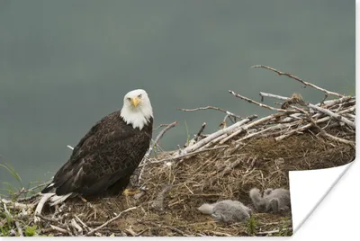 Produktbild von MuchoWow® Poster Ein Weißkopfseeadler mit einem Kükenpaar im Nest 90x60 cm - Schlafzimmer