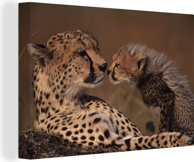 Produktbild von OneMillionCanvasses® - Leinwandbilder - 150x100 cm, Gepardenmutter und Jungtier, Wandbilder Kunstdruck Wanddekoration