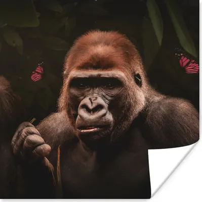 Produktbild von MuchoWow® Poster Tiere - Affe - Gorilla 50x50 cm - Wohnzimmerdekoration