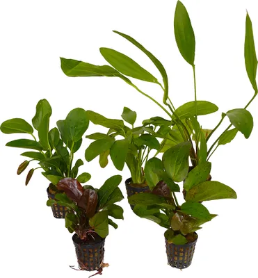Produktbild von 5 Töpfe Schwertpflanzen / Echinodorus - schöner Mix - bewurzelt