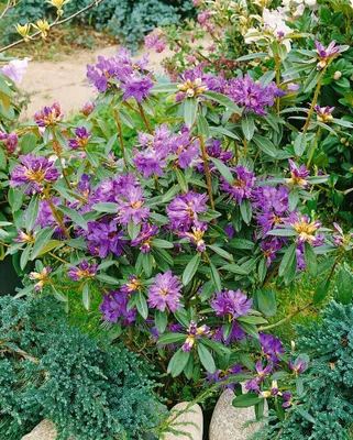 Produktbild von Rhododendron 'Govenianum', immergrün, 70–80 cm