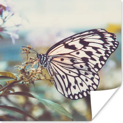 Produktbild von MuchoWow® Poster Schmetterling - Blumen - Frühling 75x75 cm - Wand Dekoration