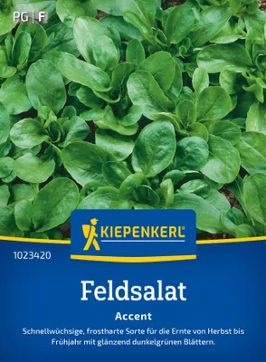 Artikelbild 2 von 'Feldsalat Accent' aus der Kategorie Feldsalatsamen
