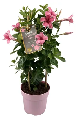 Produktbild von Mandevilla Dipladenia Flamingo Pink Rankhilfe rosa blühende Kletterpflanze Ø17cm