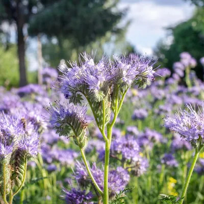 Immagine prodotto di Phacelia Tanacetifolia, pianta del miele - semi biologici - circa 6 g | SG6242