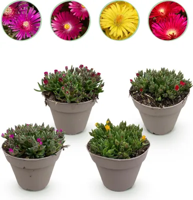 Image de Green boutiQ - Bodembekker - Winterhard - Delosperma - 4 Planten - Kleuren Rood - Geel - Paars - Roze - Weinig Onderhoud - Pot 14 Hoogte 17