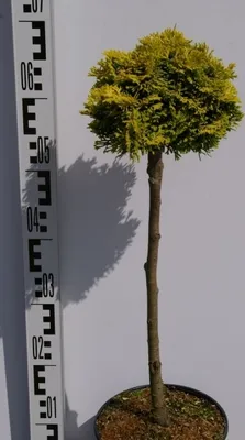 Produktbild von Chamaecyparis obtusa Nana Aurea - gelbe Zwerg-Muschelzypresse - Hochstamm