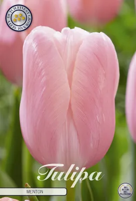 Artikelbild 2 von 'Tulpe Menton (7 Stück)' aus der Kategorie Tulpenzwiebeln