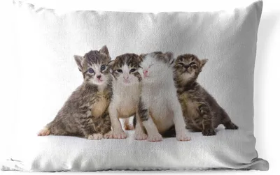Produktbild von MuchoWow® Outdoor Kissen - Katze - Haustiere - Fell - Porträt - 60x40 cm - Wetterfest - Lounge Kissen - Zierkissen - Kissen für Innenräume