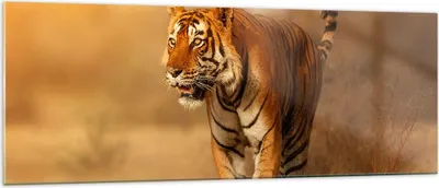 Produktbild von Bilder auf glas - tiger tier - 140x50cm - Glasbilder - Wandbilder - Bilder - Kunstdruck - zum Aufhängen bereit - Wanddekoration aus Glas - Glas Bilder - Wandbild auf Glas - Einteilig - GAB140x50-3946