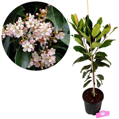 Obrázok produktu pre Eriobotrya japonica 'Coppertone' (japonská mišpula), výška 70–80 cm, 5-litrový kvetináč
