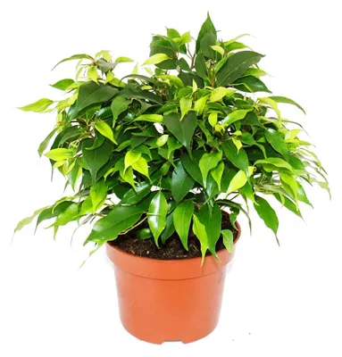 Produktbild von Buschige Birkenfeige - Ficus benjamini "Kinky Green" - 12cm Topf