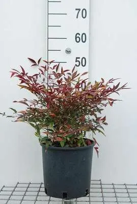 Image de Nandina domestica - Nandina Domestica 40- 50 cm - Conteneur