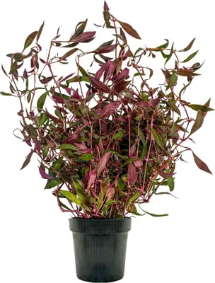 Produktbild von Mutterpflanze Aquarium Pflanze Alternanthera rosaefolia AquaOne Nr.323L XL