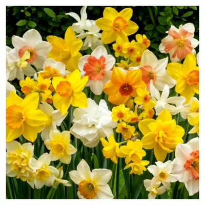Produktbild von Narzissen Zwiebeln winterhart mehrjährig - Gefüllte duftende Kollektion - 25 Blumenzwiebeln - Mix aus 6–7 Sorten - Pflanzen aus Holland - für Garten und Topf