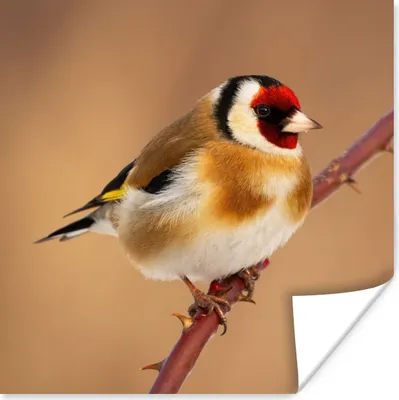 Produktbild von MuchoWow® Poster Kropftaube - Vogel - Tiere 50x50 cm - Wohnzimmerdekoration