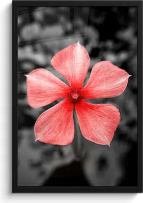 Produktbild von MuchoWow® MuchoWow® Gerahmtes Poster Blumen - Rot - Schwarz - Weiß 40x60 cm - Poster mit zchwarzem Bilderrahmen - Papierdruck - Wandbilder