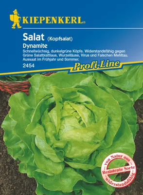 Produktbild von Kopfsalat Dynamite | Kopfsalatsamen von Kiepenkerl